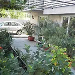 Dracena רבדה